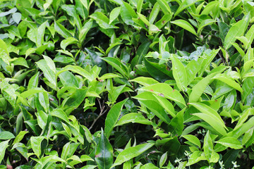 Cameron Highland Tea Farm