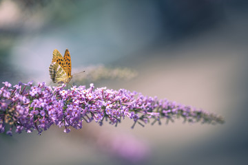 Papillon orange Tabac d'Espagne (Argynnis paphia)