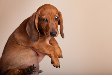 cute puppy Dachshund red in the Studio on a light background