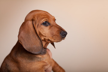 cute puppy Dachshund red in the Studio on a light background