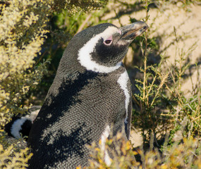 Magellanic Penguin in Valdes peninsula