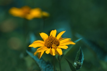  image of flowers in garden close up