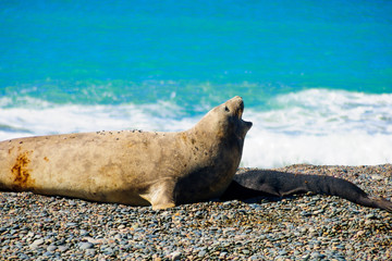 Elephant Seal, Valdes
