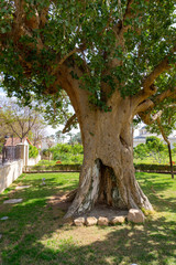 The sicomore of Jericho, Israel