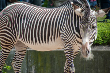 Curious zebra enjoying summer showing off its black and white stripes