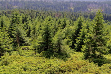 Lush green forest in the Harz mountains, Harz National Park, Germany