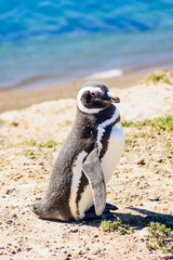 Magellanic Penguin, Valdes