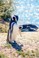 Magellanic Penguin, Valdes