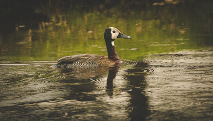 Close up image of a White-faced duck swimming across the lake