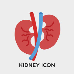 Kidney icon vector sign and symbol isolated on white background, Kidney logo concept