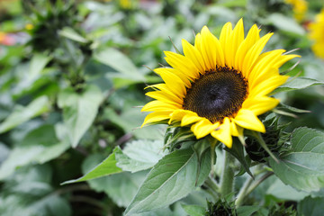 Obraz premium Sunflower