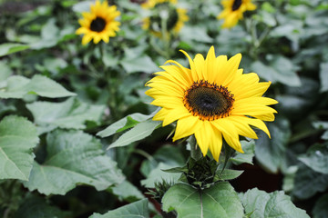 Fototapeta premium Sunflower