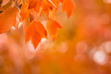 Autumn Background with Red-Orange maple leaves