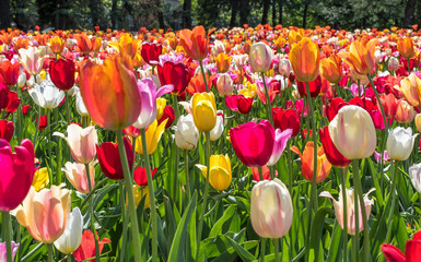 Tulipany - kolory - Wiosna - Ogród Botaniczny - 214803145