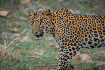Fototapeta na wymiar A stare by Female leopard at jhalana forest area