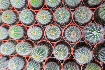 Cactus farm at Cameron Highland Malaysia