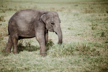 Naklejka na ściany i meble Elephants in a National Park from Sri Lanka