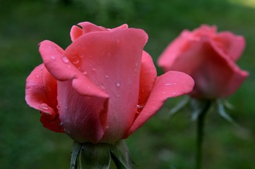 pink rose with rain drops
