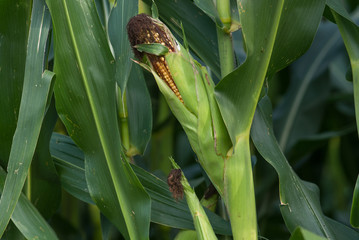 Fototapeta premium mais maturo