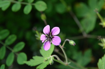 Pink Flower