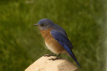 Bluebird