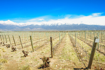 Vineyard, Uco Valley