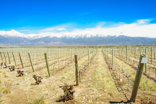 Vineyard, Uco Valley