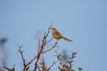 Close up image of a Karoo Prinia in the Western Cape of south africa