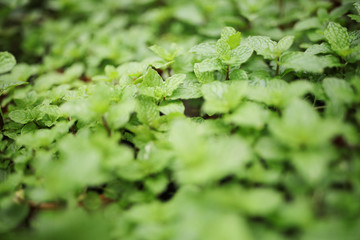 Fresh Mint Leaf, Cameron Highland Peppermint Agriculture