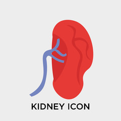 Kidney icon vector sign and symbol isolated on white background, Kidney logo concept