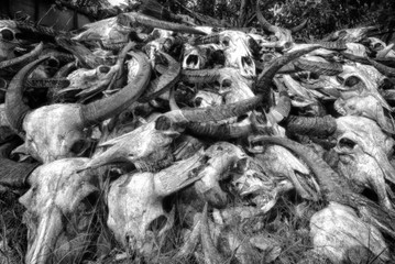 bull skulls death field