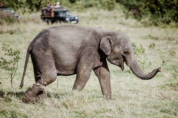 Fototapeta premium Elephants in a National Park from Sri Lanka