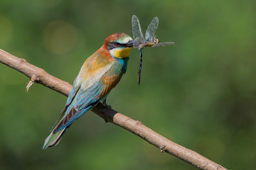 Gruccione europeo con libellula nel becco (Merops apiaster)