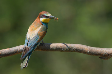 Gruccione europeo con ape nel becco (Merops apiaster)