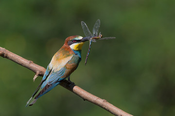 Gruccione europeo con libellula nel becco (Merops apiaster)