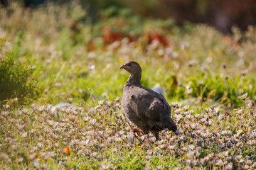 Close up image of a partridge walking in a flower field