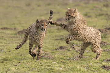 Jeu entre jeunes guépards