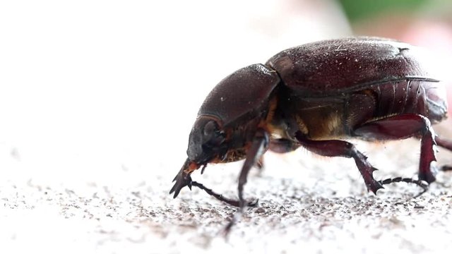 Female Rhinoceros Beetle at Laos. Big brown beetle crawl on white wall. Horizontal view at fall down beetle from white facade.