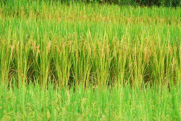 green rice field, rice field landscape