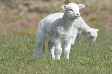 Obraz premium owieczka