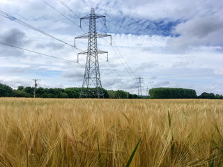 Electricity pylons in wheat field