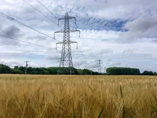 Electricity pylons in wheat field