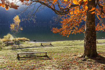 Fototapeta na wymiar A bench under the tree next to the lake in the light of sunset.