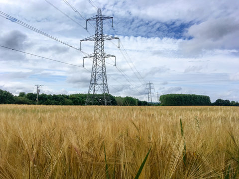 Electricity pylons in wheat field