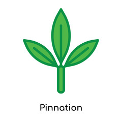 Pinnation icon vector sign and symbol isolated on white background, Pinnation logo concept