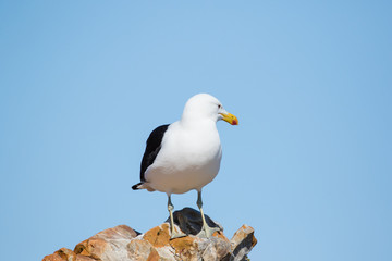 Close up image of a Black Backed Seagull sitting on a rock in the garden Route of South Africa