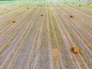 Bales of hay in the field. Harvesting hay for livestock feed. Landscape field with hay. © eleonimages