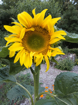 Die Blüte einer Sonnenblume in leuchtendem gelb
