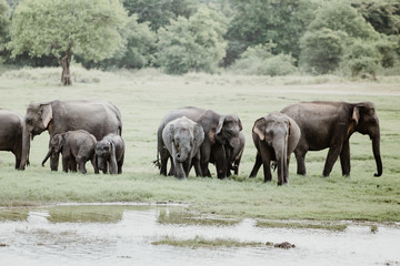 Obraz na płótnie Canvas Elephants in a National Park from Sri Lanka