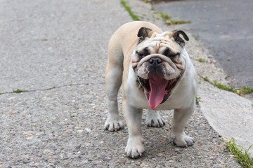 Obraz premium White English Bulldog standing on floor